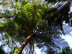 Cyathea kermadecensis.  Crown of mature plant on Raoul Island.
 Image: P.J. de Lange © Peter de Lange 2011 All rights reserved